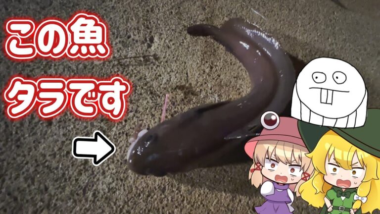 【ゆっくり実況】【コラボ】今が旬のドンコで鍋作ってみた【ゆっくり料理】【ゆっくり解説】