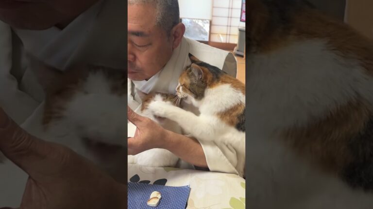 住職の朝ごはん。大根きんぴら 肉じゃが ほうれん草のおひたしと猫パンチ