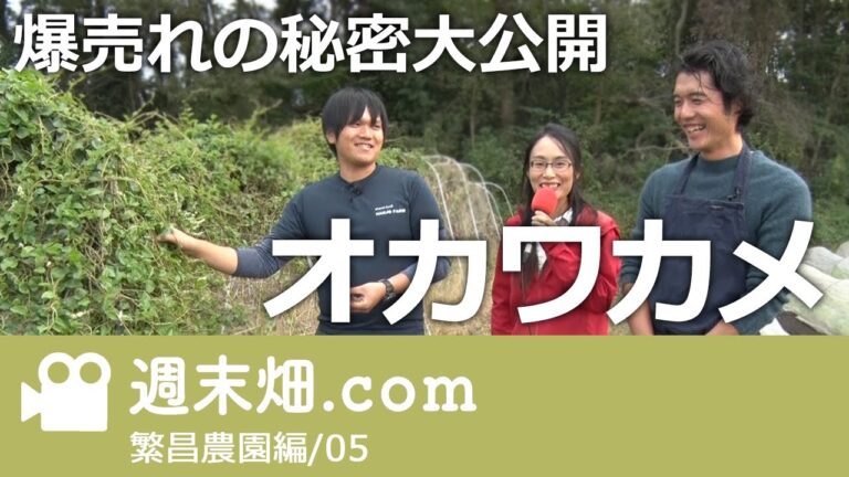 #繁昌農園 | オカワカメで商売繁盛 | 稼げる野菜オカワカメ！