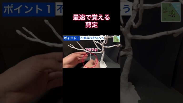 剪定で切る枝はこれ！不要枝を覚えよう #shorts #ガーデニング #剪定