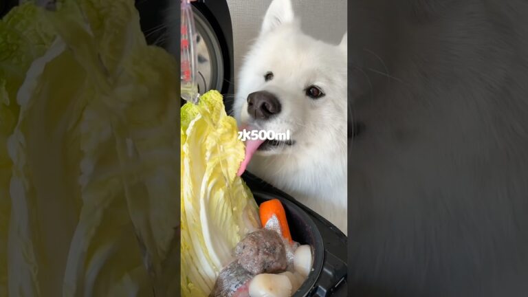 海鮮鍋つくったら爆食してくれました！