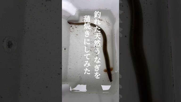 天然うなぎの蒲焼　素人#天然うなぎ #うなぎ #うなぎ釣り #蒲焼き