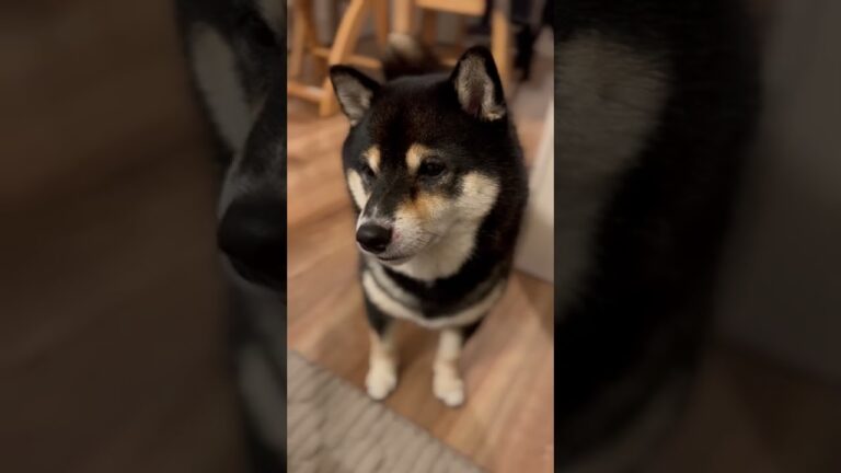 おやつがほしい時の大豆流おねだり方法が可愛すぎます【豆柴】