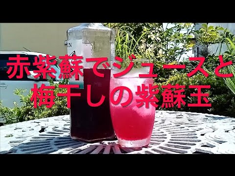 #和歌山　大倉山　#なの花会　農園の赤紫蘇で、#赤紫蘇ジュース　#梅干し　を作ってみました。暑い日本の夏は、赤紫蘇で、乗り切ろう!!　和歌山　大倉山　#なの花会　農園　#耕作放棄地　で農業始め初収穫