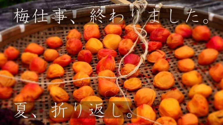 北海道で【ぐるりの暮らし】#37「梅仕事、終わりました」～今年も梅干しが出来ました。小麦やジャガイモの収穫、秋作大根のタネ播きなどもしています。