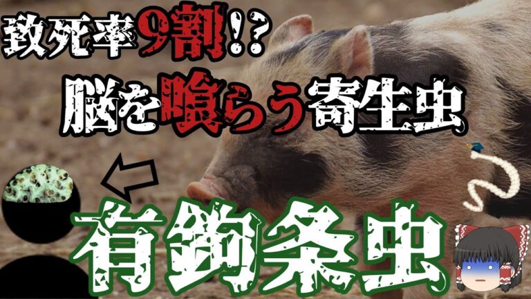 【ゆっくり解説】生の豚肉にはご用心 有鉤条虫について