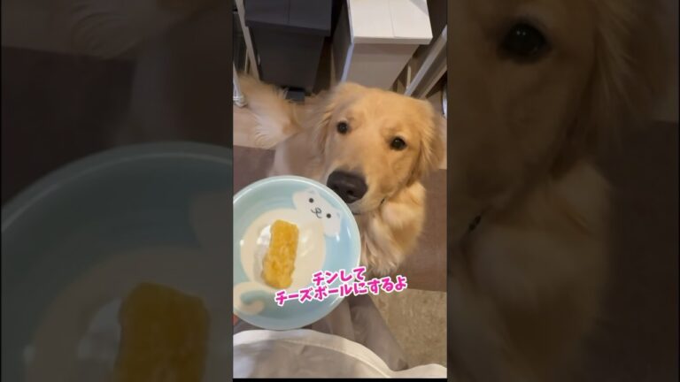 世界一硬いチーズの1週間後 #dog #子犬 #ゴールデンレトリバー #愛犬 #大型犬と暮らす #goldenretriever