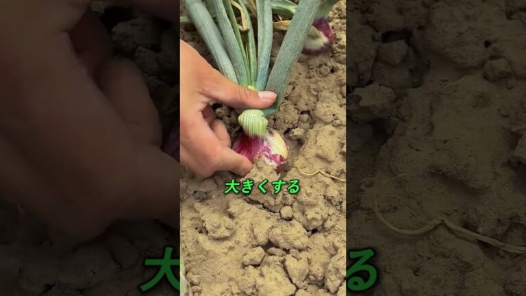 農家が秘密にしている玉ねぎの育て方