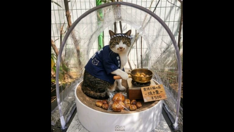 バター餅を食べて「まるっ」となった猫