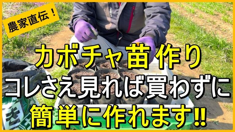 【カボチャ栽培】種まきから始める簡単ポット育苗のコツ【有機農家直伝！無農薬で育てる家庭菜園】　26/3/26
