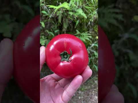 完熟トマトのとても美味しい食べ方