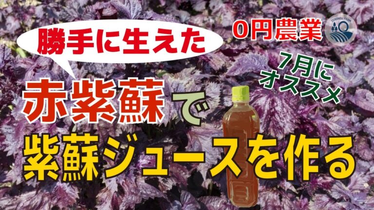 【#36】勝手に生えた赤紫蘇で紫蘇ジュースを作る