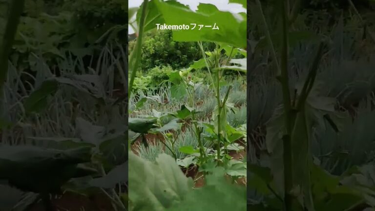 Harvesting okra (おくら) for tempura (てんぷら)!! #vegetables #vegetablegarden #okra #畑 #おくら