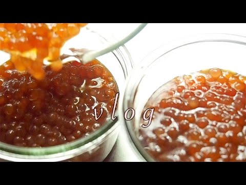 秋.オホーツク犬と猫と50代夫婦の日常・イクラの醤油漬け＆ちらし寿司・猫メイちゃんの爪切り『vlog 北海道・道東の暮らし』