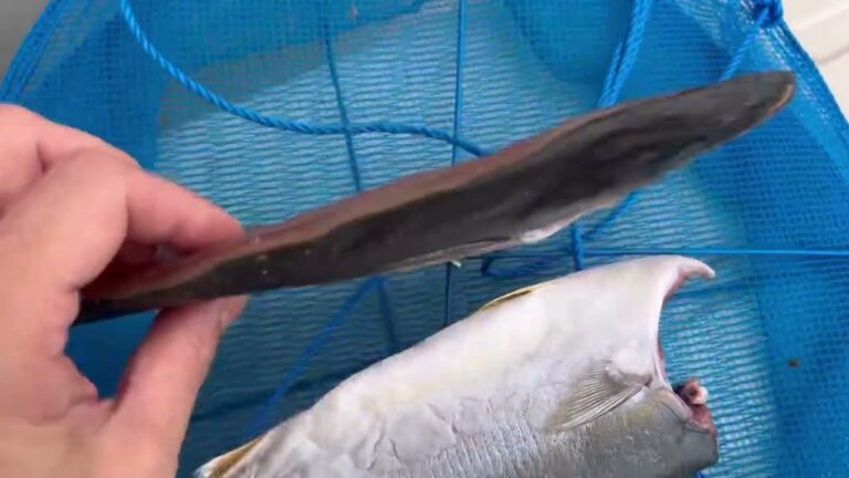 ブリの幼魚を一夜干しにしてみたら？