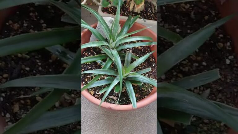 植物19 パイナップルの葉 すくすく成長中です。でも、花咲きません。