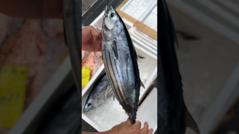 高鮮度 の「 ケンケンかつお 」のご紹介！#せり人ムタロー #shorts