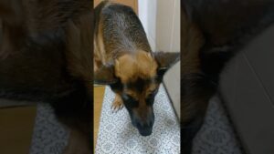 シェパード　さくら　旬を味わう　#健康長寿の秘訣　#春の味　#タケノコご飯　