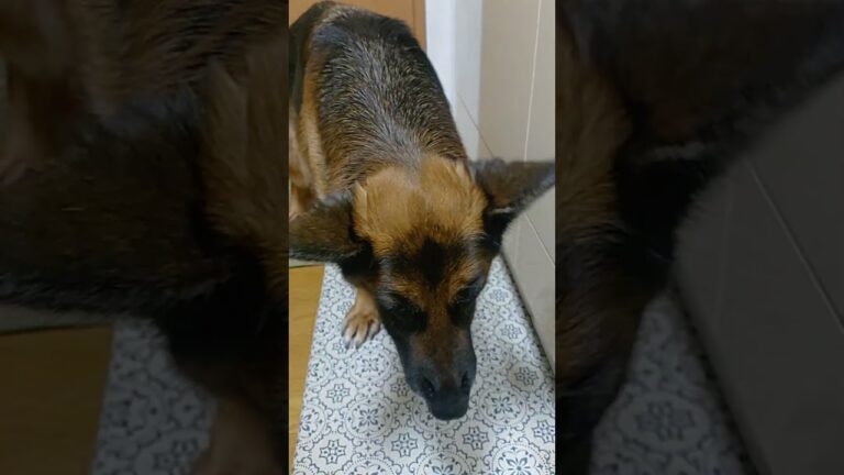 シェパード　さくら　旬を味わう　#健康長寿の秘訣　#春の味　#タケノコご飯　