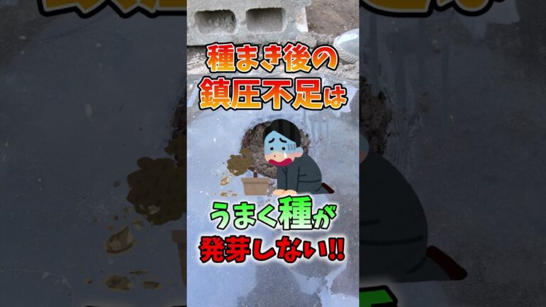 家庭菜園や農園の枝豆栽培で種まきを失敗する3つの理由！枝豆の育て方を徹底解説！【農園ライフ】#shorts