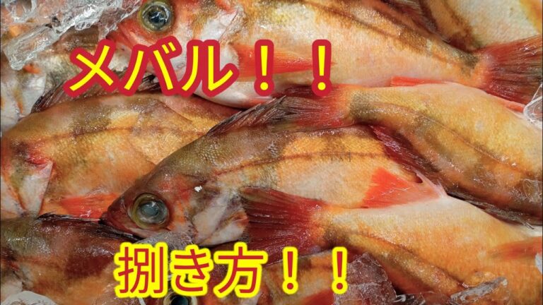 [魚の捌き方]メバル捌き方