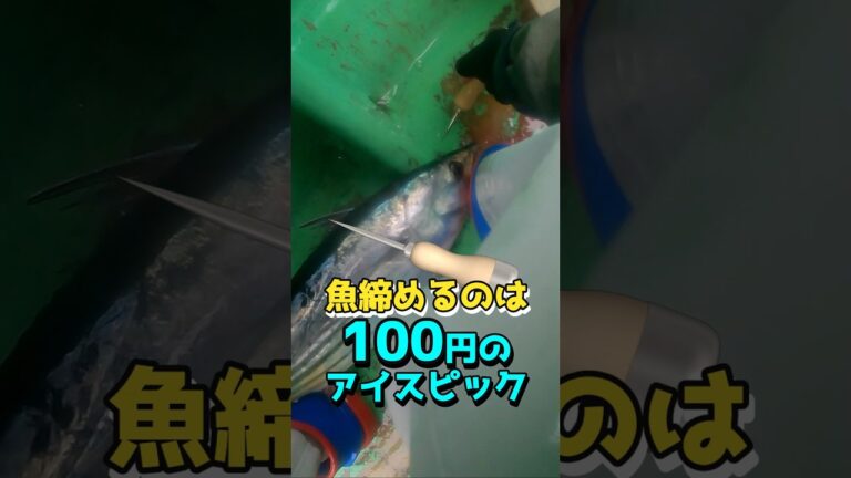 カツオの脳天締め。100均のアイスピック使用がベスト！#船釣り #カツオ#マグロ#相模湾