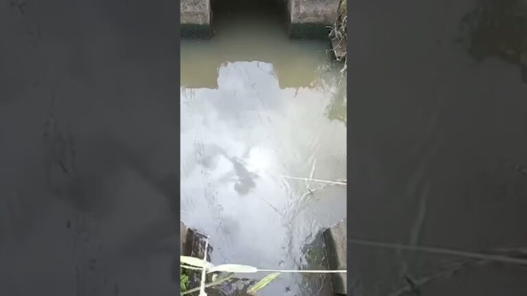 【バス釣り】500万回再生をされてる映像。#Shorts