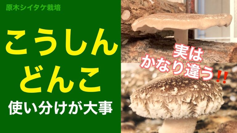 🍄お得🪵 実はかなり違う「どんこ(冬菇)」と「こうしん(香信)」使い分け #Shorts