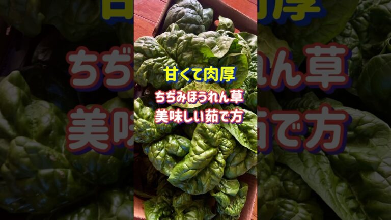 【ちぢみほうれん草】寒い期間限定！美味しく食べる下処理方法#Short#youtubeショート