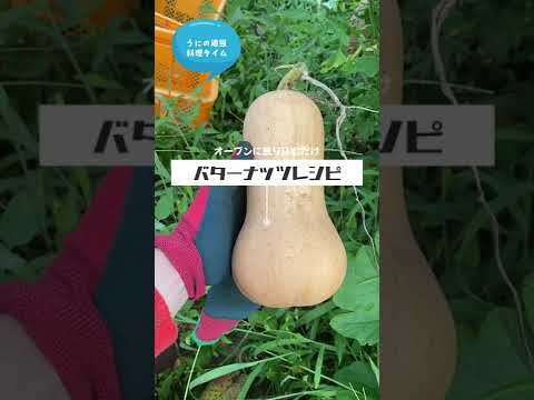 収穫したカボチャの紹介＆バターナッツレシピ