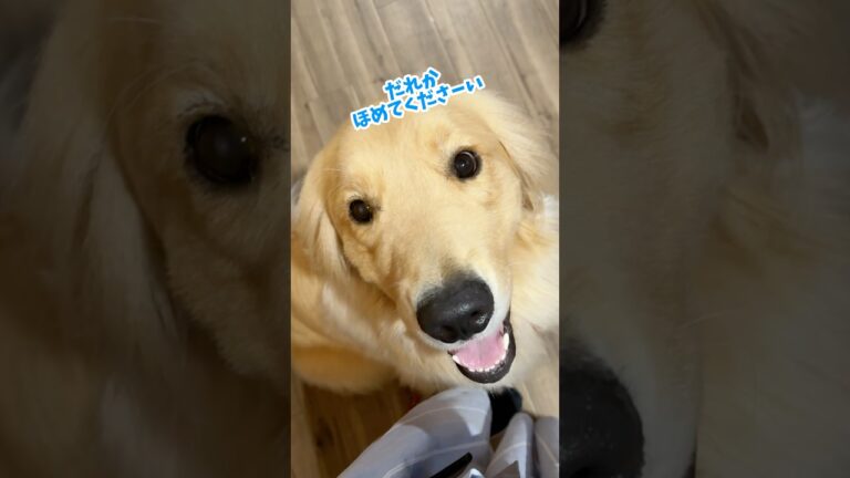 ワクワクテカテカ#大型犬 #ゴールデンレトリバー