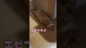 タルタルソースを添えて。#shorts