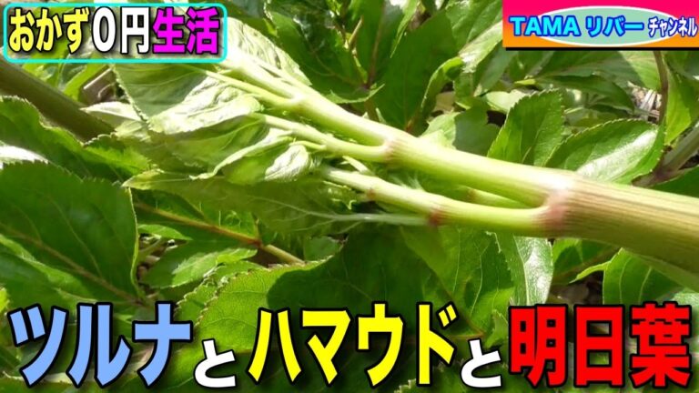 【おかず０円生活】ツルナとハマウドと明日葉