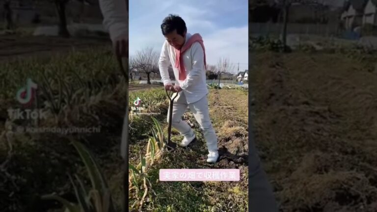 実家の畑で農作業【収穫ダイジェスト(大根/ほうれん草/ねぎ)】#shorts