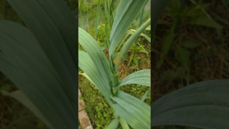 炒めておいしいニンニクの芽  今年も出てきたよ