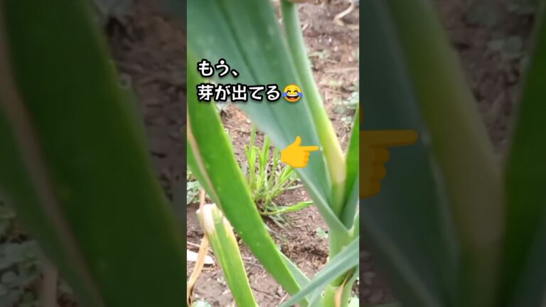 【倍速農民の日常】自分史上最速！ニンニクの芽収穫。