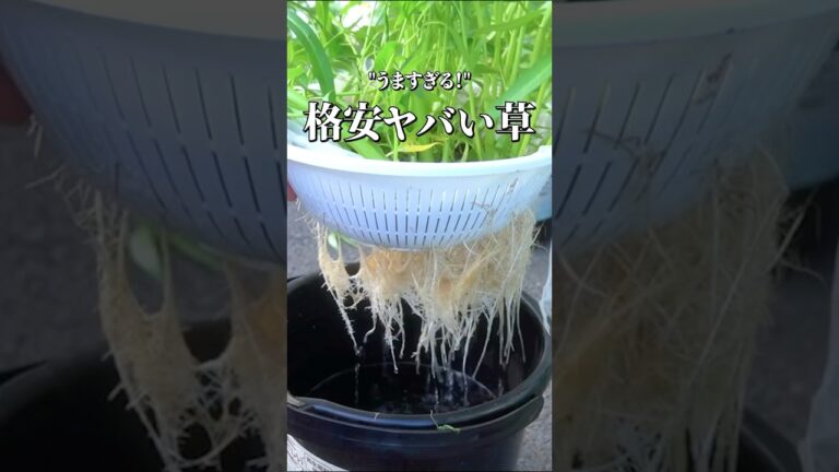 この草だけはは絶対買うな！！！！！！