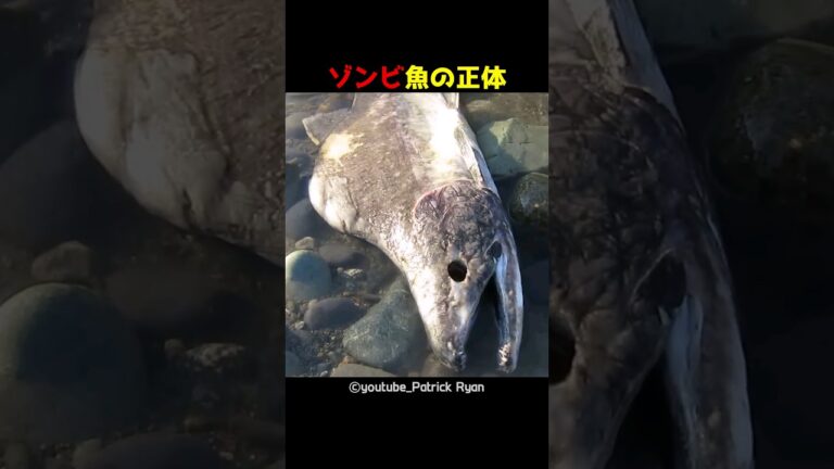 ゾンビ魚の正体