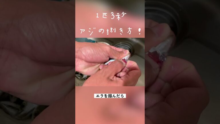 【アジの捌き方】包丁なしで1匹3秒！　#アジ #アジの捌き方 #アジング #海釣り #魚料理 #サビキ釣り
