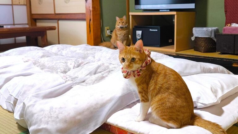 【美食の猫旅館】猫たちが部屋まで来てくれる！看板猫ランキング1位がいる源泉かけ流しの温泉旅館は最高すぎた｜山口屋旅館｜栃木県那須塩原市