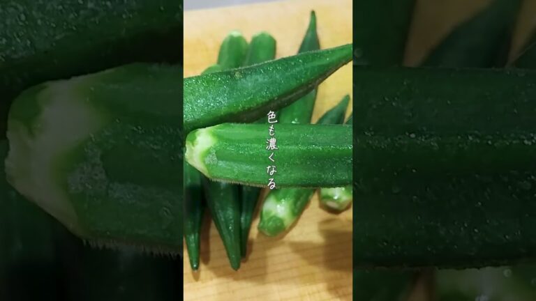 簡単オクラの下ごしらえ・ガク取りも楽々
