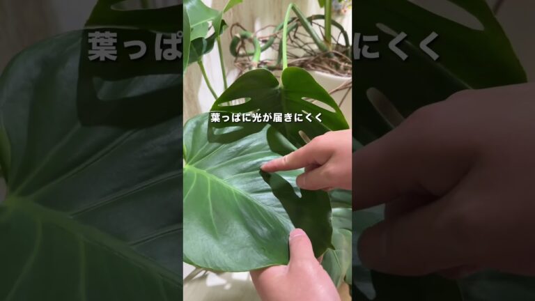 モンステラ良いよね。なるべく穴と切れ込みを保持していきたいところ。