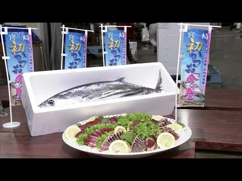 初かつおの季節がやってきた!全国の産地に先駆けて「宮崎初かつおフェア」始まる