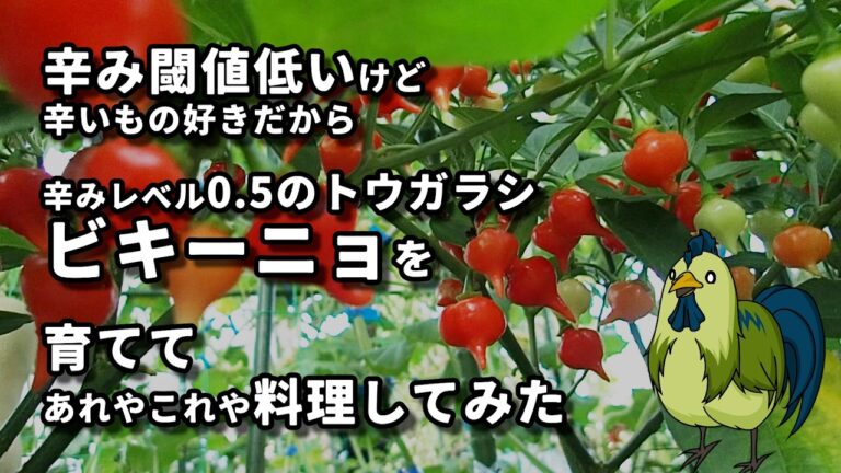【トウガラシ】ビキーニョを育てて色々作ってみた【辛みレベル0.5】