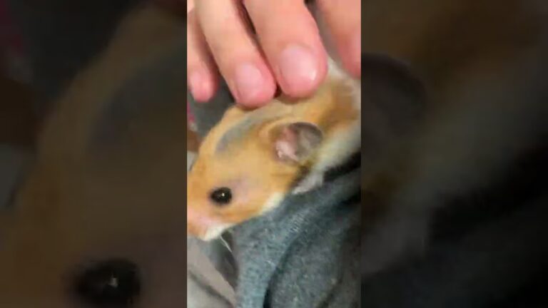 甘えん坊な❣️ゴールデンハムスター🐹ぺぺ
