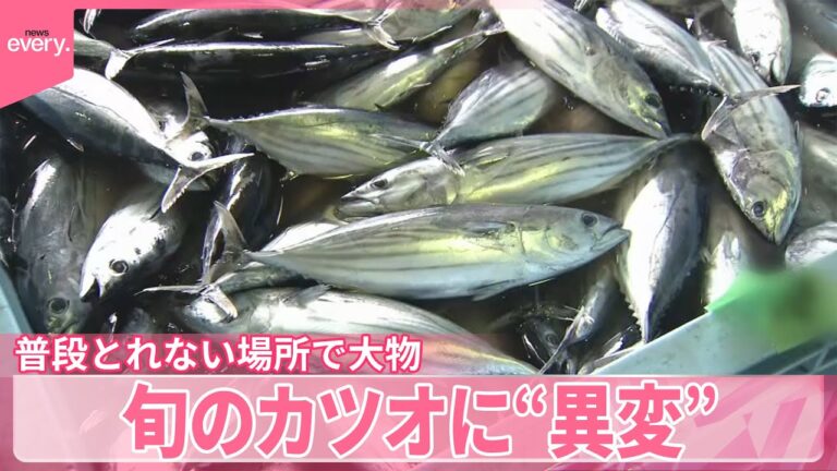 【旬のカツオ】普段とれない場所で大物、想定外の豊漁に  “異変”  逆転現象なぜ？