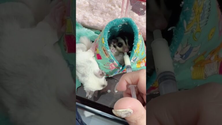 ミルクの時間🍼#フクロモモンガ#フクモモ#Sugarglider#YUfam#爬虫類エキゾチックアニマルショップ#ミルク#フクモモモザイク#フクモモクラシック#大阪市#東住吉区#自家繁殖