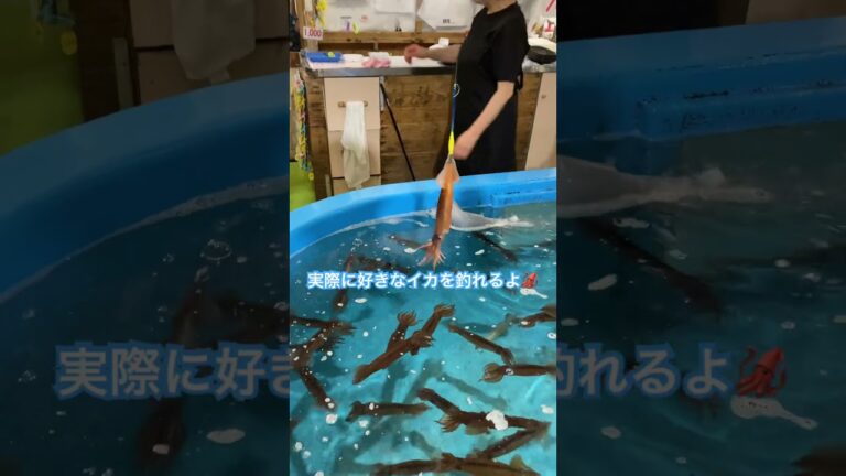 函館朝市名物  イカの踊り食いを体験