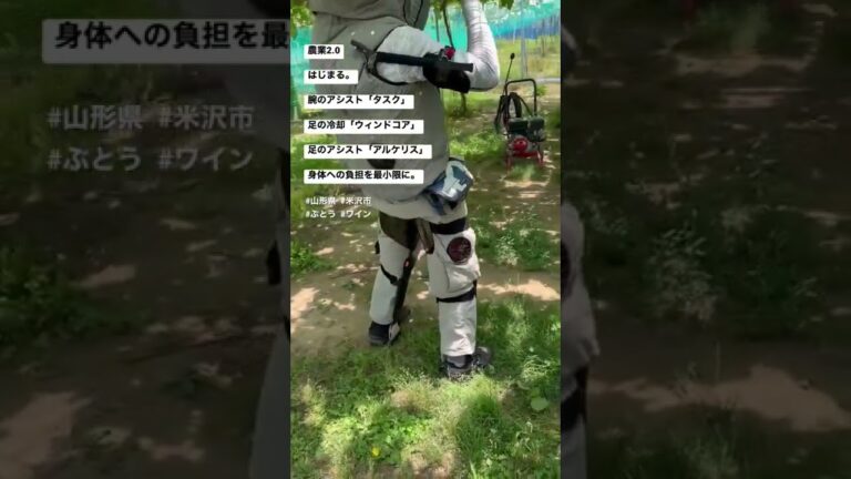 ぶどう農家が次世代アシストデバイスをフル装備したら。立ちっぱなしが楽になる「アルケリス」山形県 米沢市 島軒果樹園 #Shorts #アルケリス #ワイン