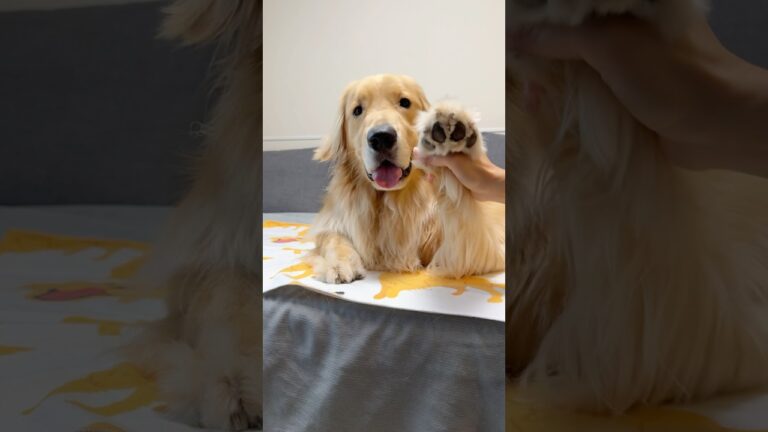 優しい怪獣🦖#大型犬 #ゴールデンレトリバー